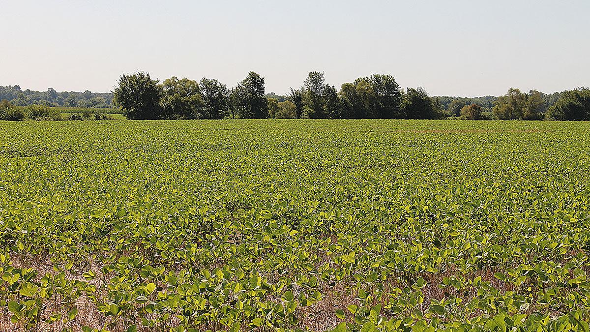 Research looks into maximizing returns from double crop