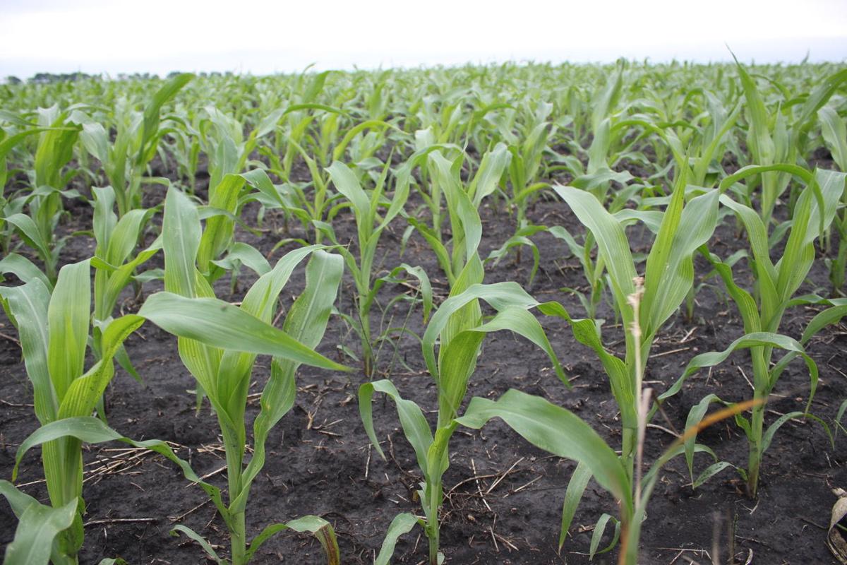 Mid-June 2018 corn in west central Minnesota