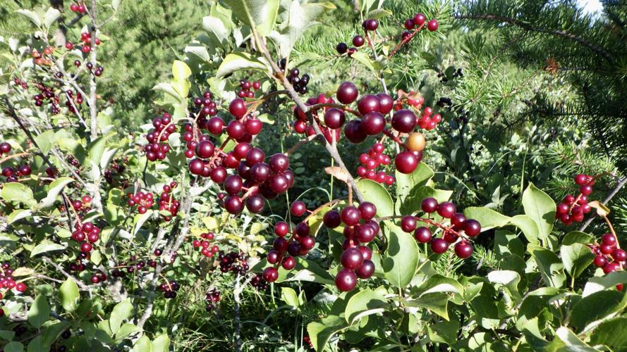 Chokecherries