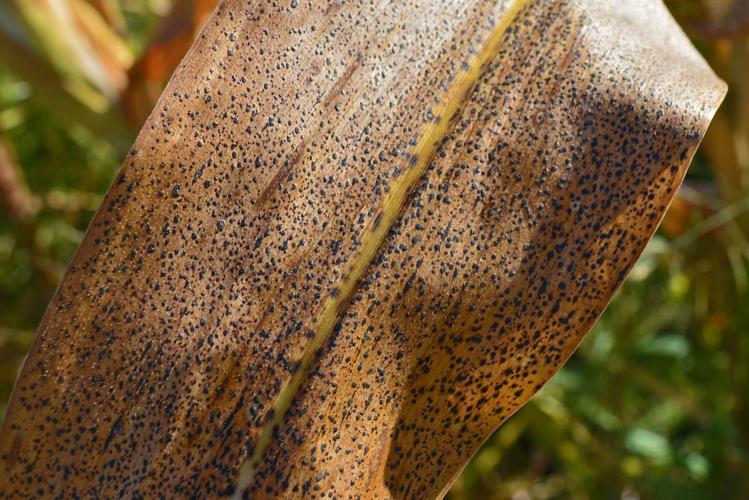 Severe case of tar spot disease
