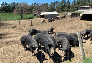 Wondercheck Farms 6.jpg