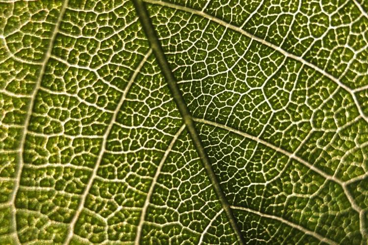 Close up of leaf veins