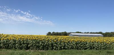 Cropland values