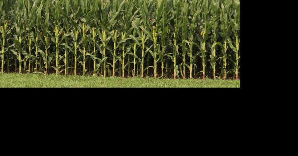 Corn in July