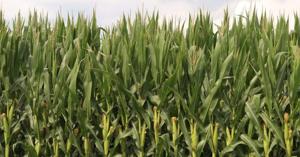 Rain relates to nitrogen, corn