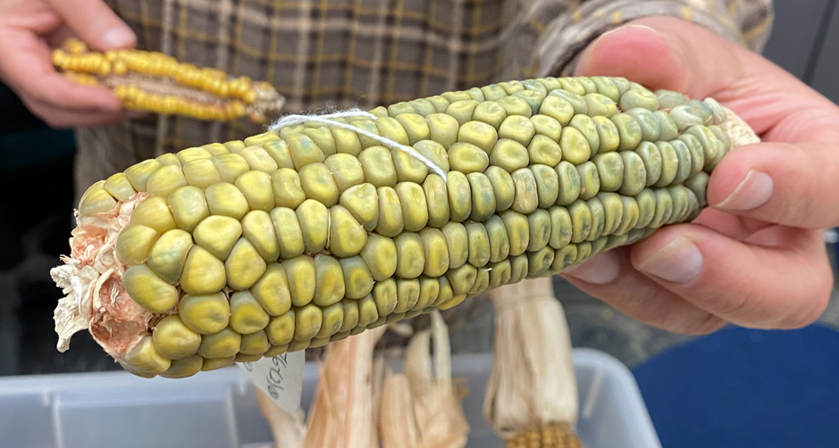 "John Deere" corn