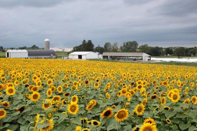 Sunflower Prices Remain High To Start 2020 State Regional Agupdate Com