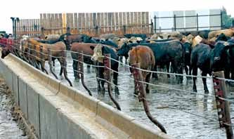 Feedlot keeps cattle inside, outside or covered