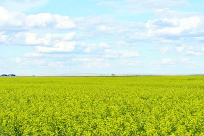Canola
