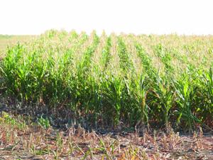 Corn market caught between production, demand