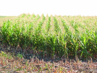 Corn