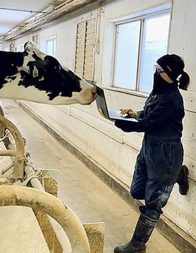 Katya Castiglia with Holstein cow