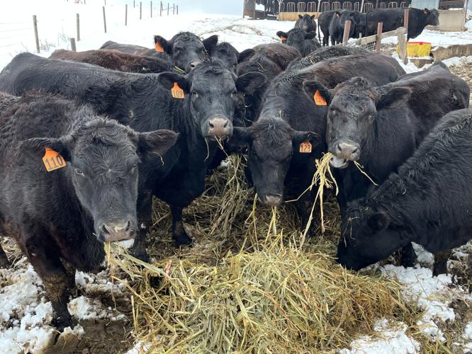 Beef cows eating