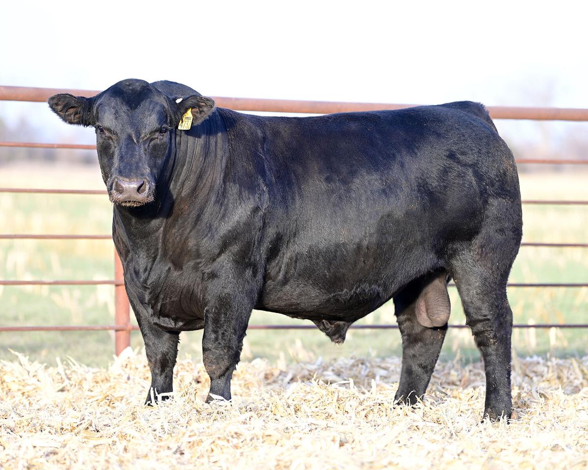 APEX cattle is America’s Heterosis Headquarters