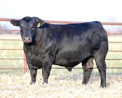 APEX cattle is America’s Heterosis Headquarters