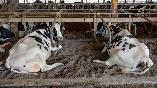 Dairy cows in sand bedding