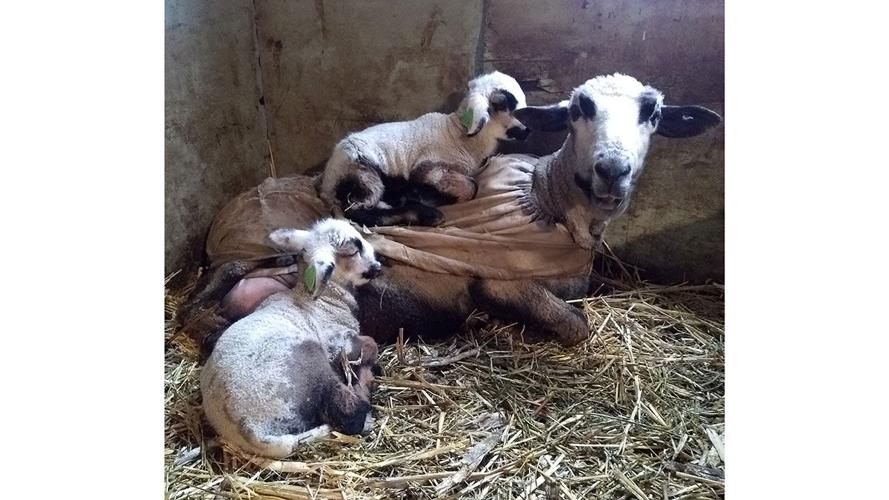 Rare sheep lambs
