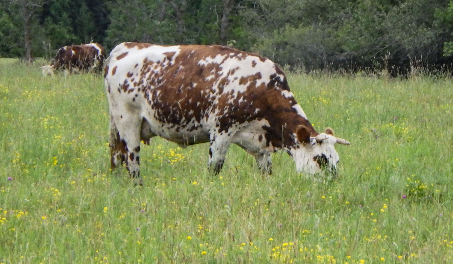 Beef cow in field