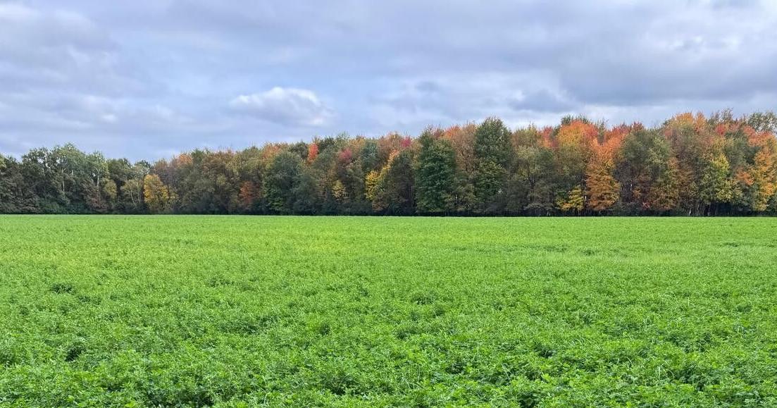Prepare alfalfa fields for winter