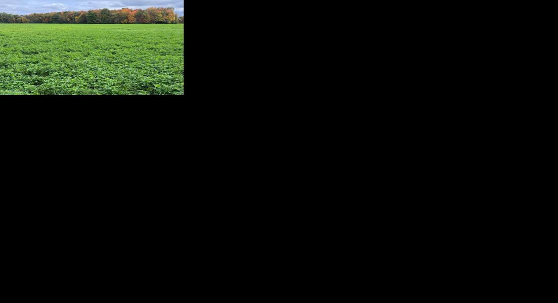 Alfalfa field