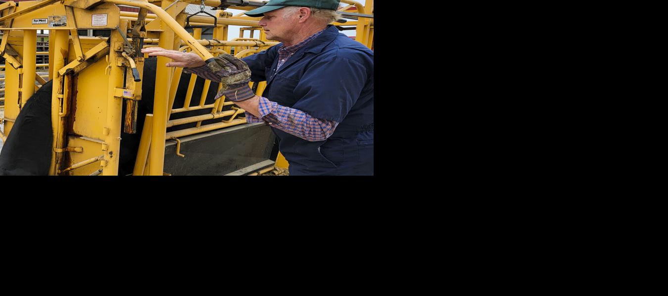 Jim Heth treating cattle