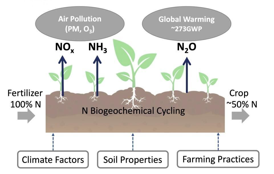 Nitrogen biogeochemical cycling