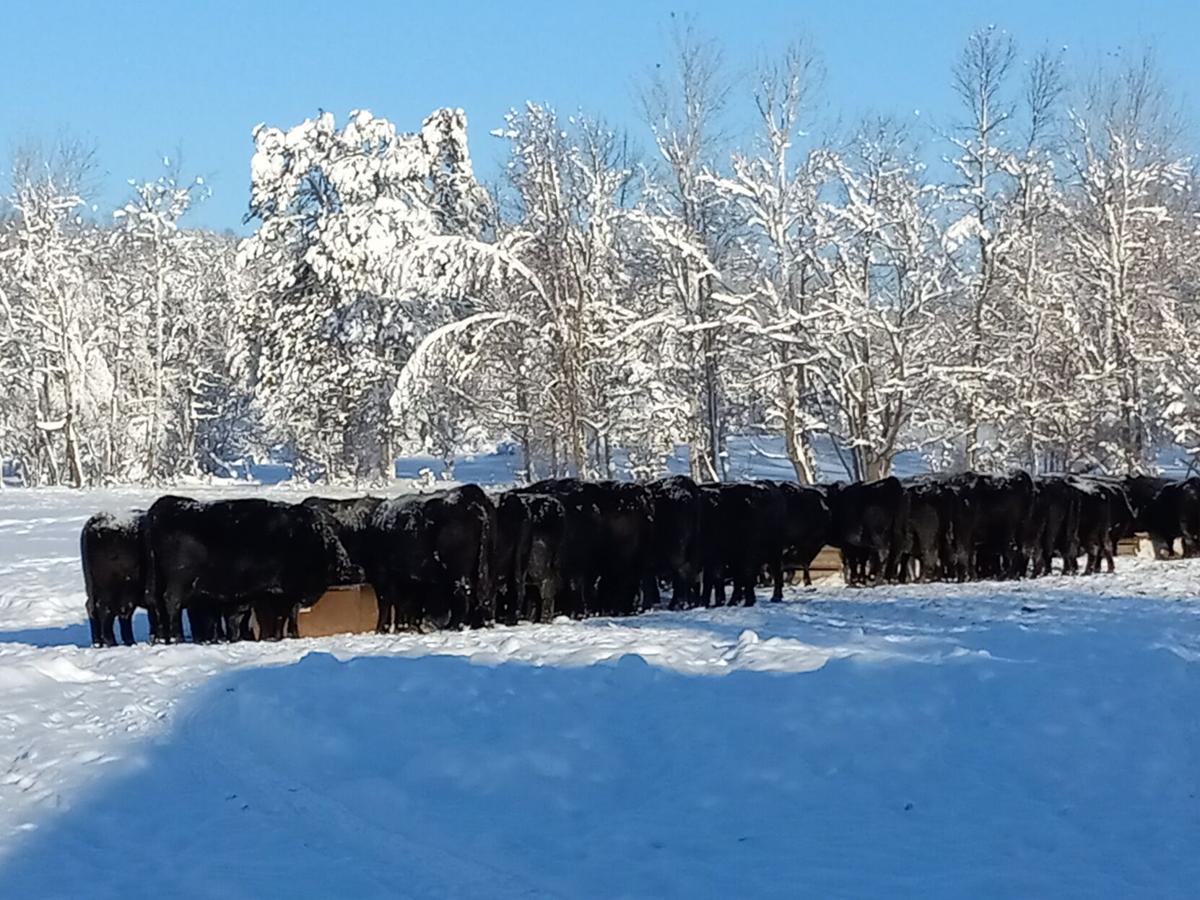 Beckers Angus Winter 2022
