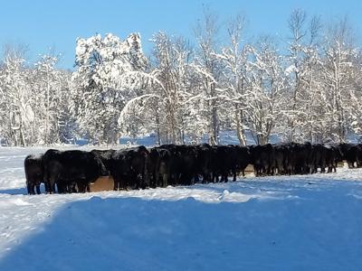 Beckers Angus Winter 2022
