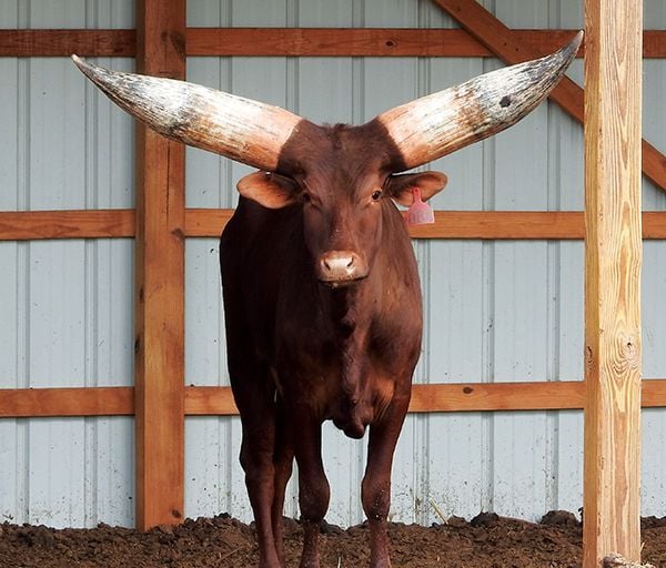 Beef Breeds Watusi Livestock Agupdate Com