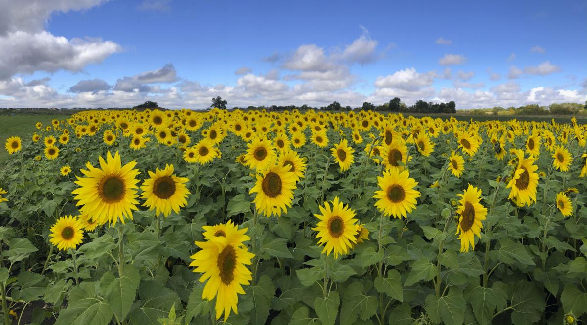Sunflower field