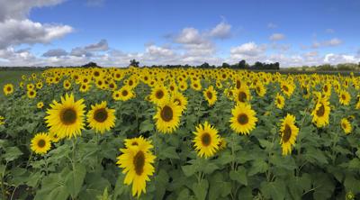 Sunflower field