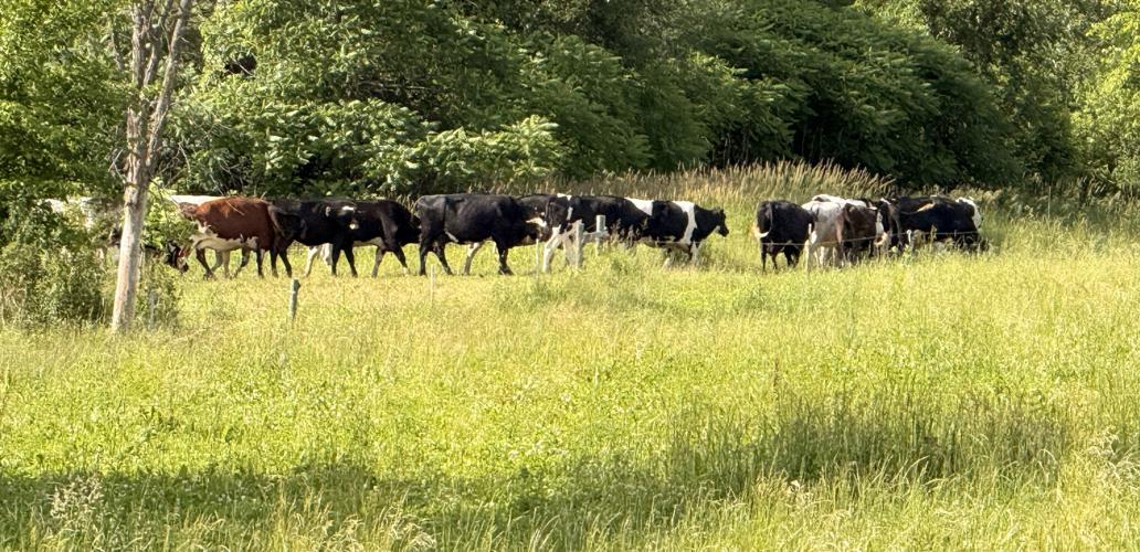Dairy cows in field