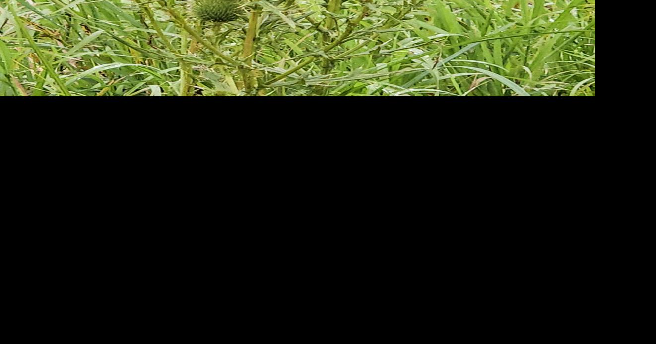 LeeAnne Bulman/For AgriView Canadian thistles make beautiful flowers but hard to control in the pastures.