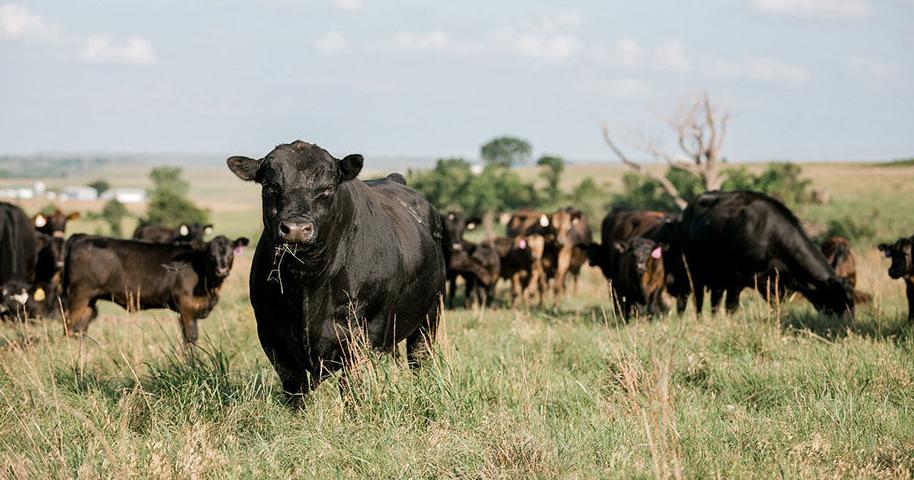 Understand economics of creep feeding