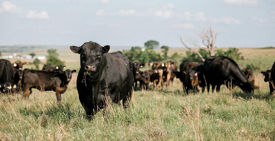 Angus calves
