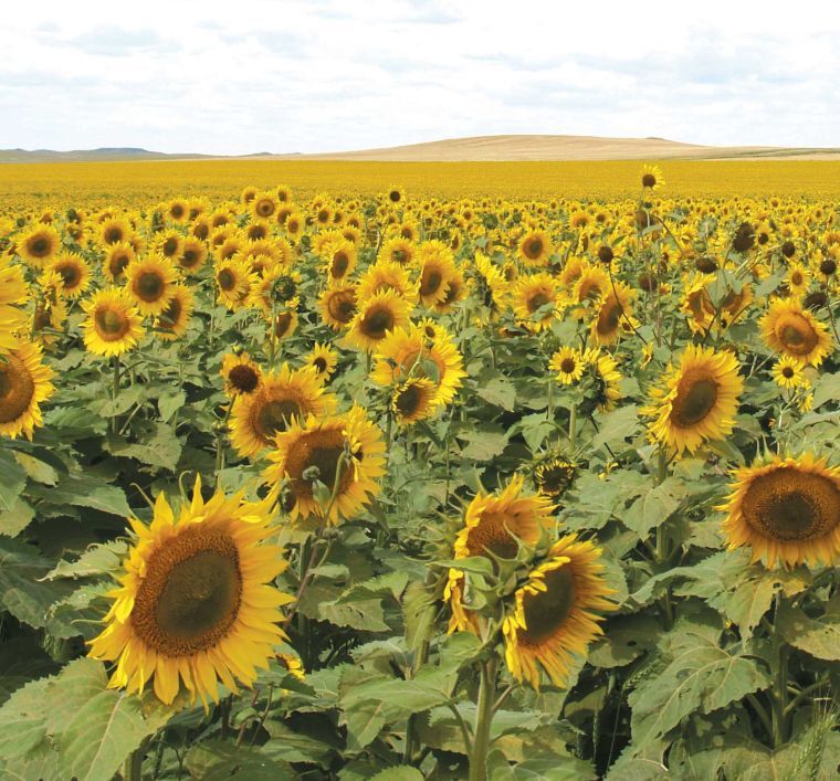 sunflower field shot