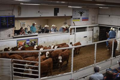 Cattle sale