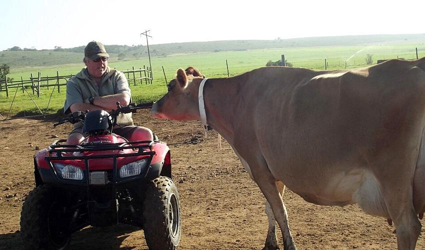 Mark Holliday with cow