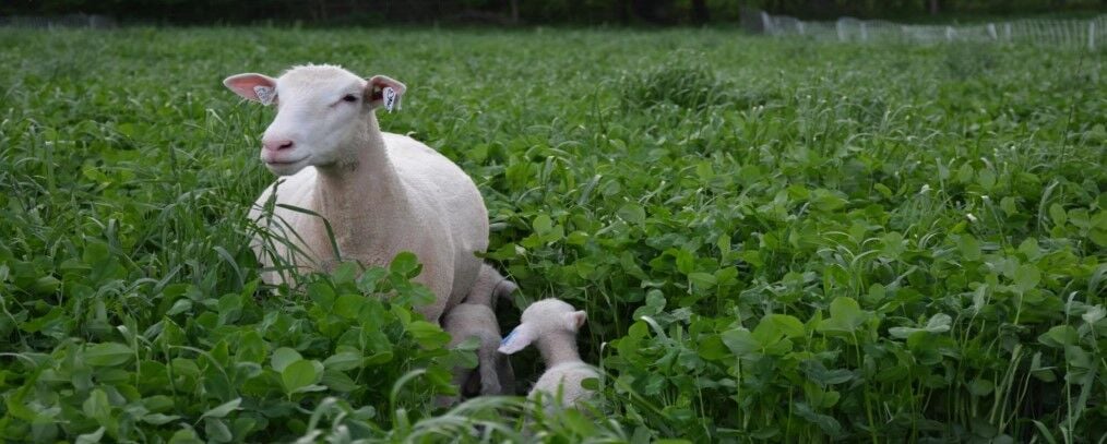 Dewormers losing effectiveness in sheep, goats