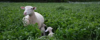 Dewormers losing effectiveness in sheep, goats