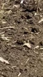 Corn begins emerging