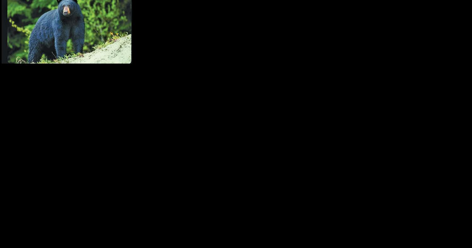 Black bears, armadillos expand ranges to the north - Vimarsana News