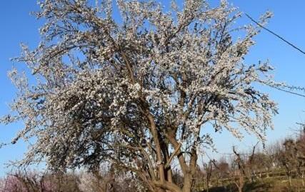 Parpareil almond tree