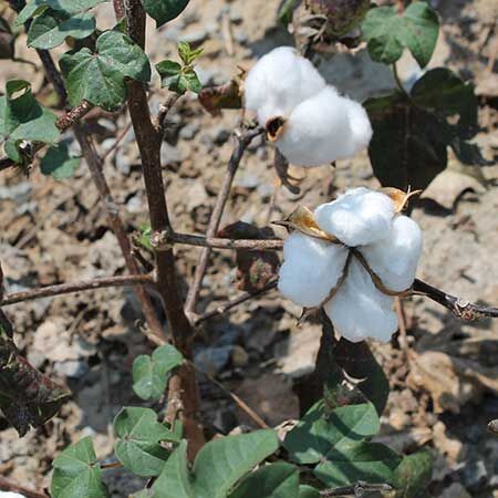 Cotton thumbnail