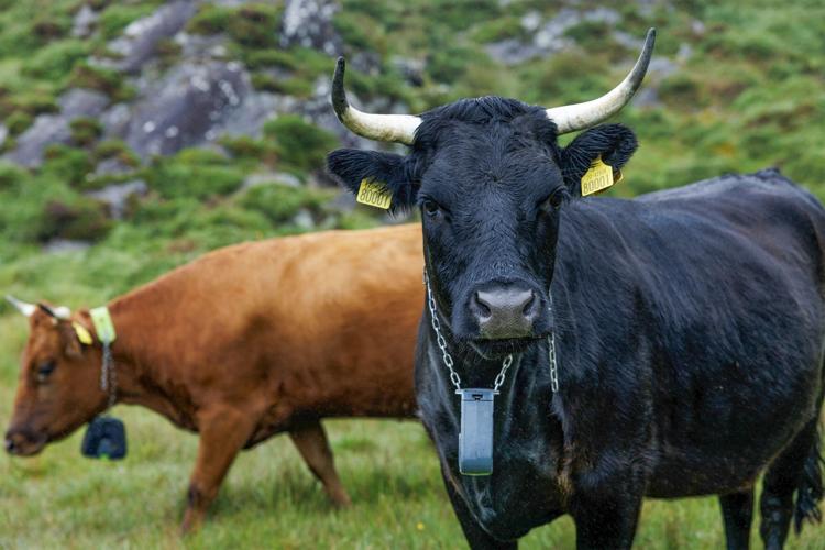 Beef cattle in field