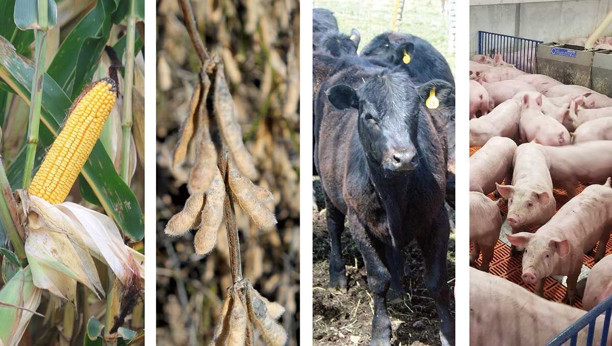 Corn beans cattle hogs commodity 4 up