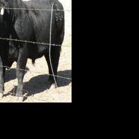 Bulls in breeding season