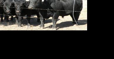 Manage bulls from sale to pasture