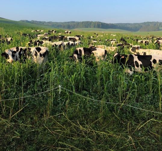 Holsteins grazing in Sauk County
