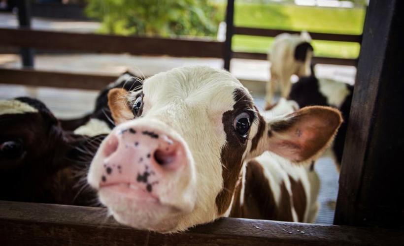 Dairy calf looks out of pen